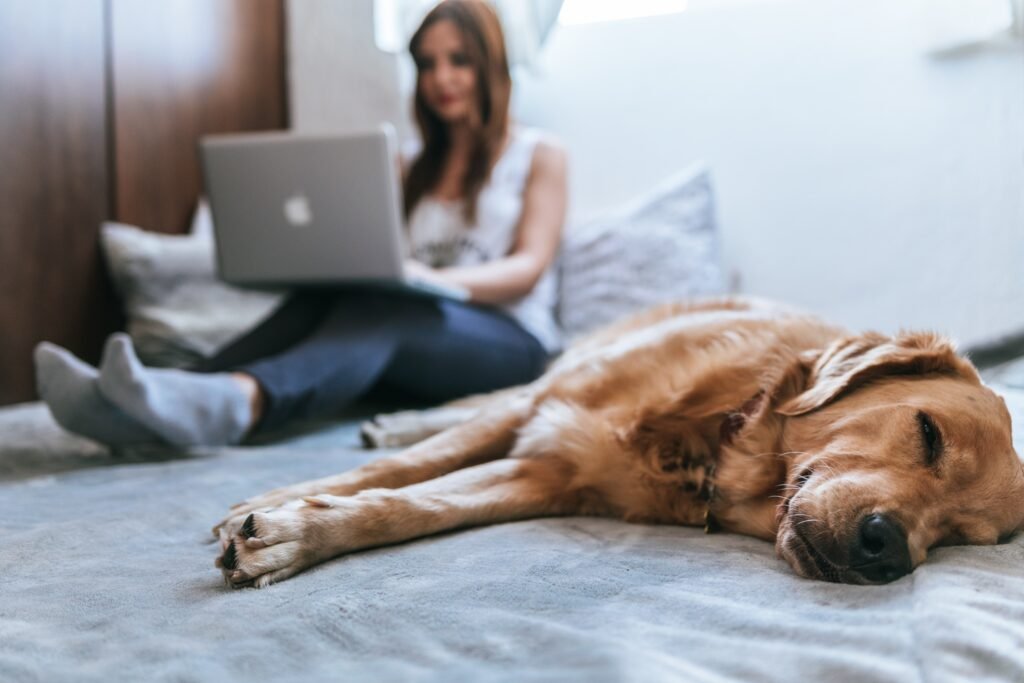 How to Determine if a Hotel is Pet-Friendly