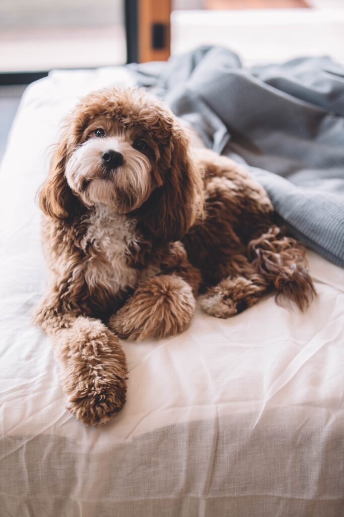 How to Determine if a Hotel is Pet-Friendly