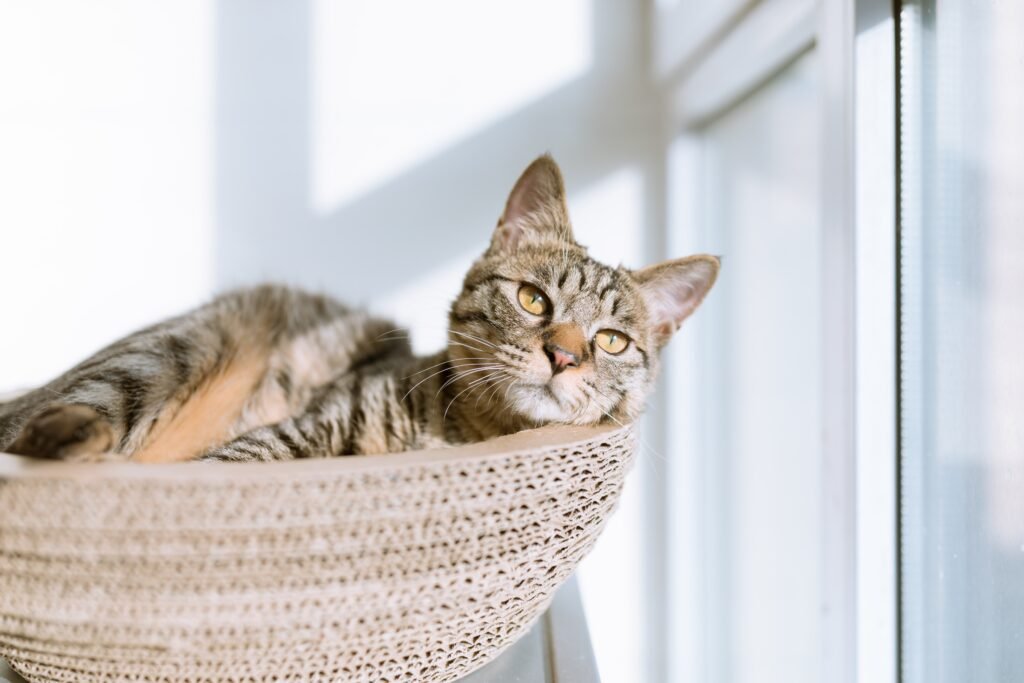 How to Determine if a Hotel is Pet-Friendly